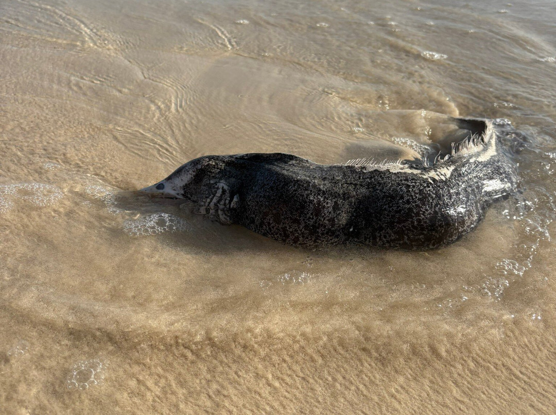 Fazayah Beach Oman-塞拉莱必去景点