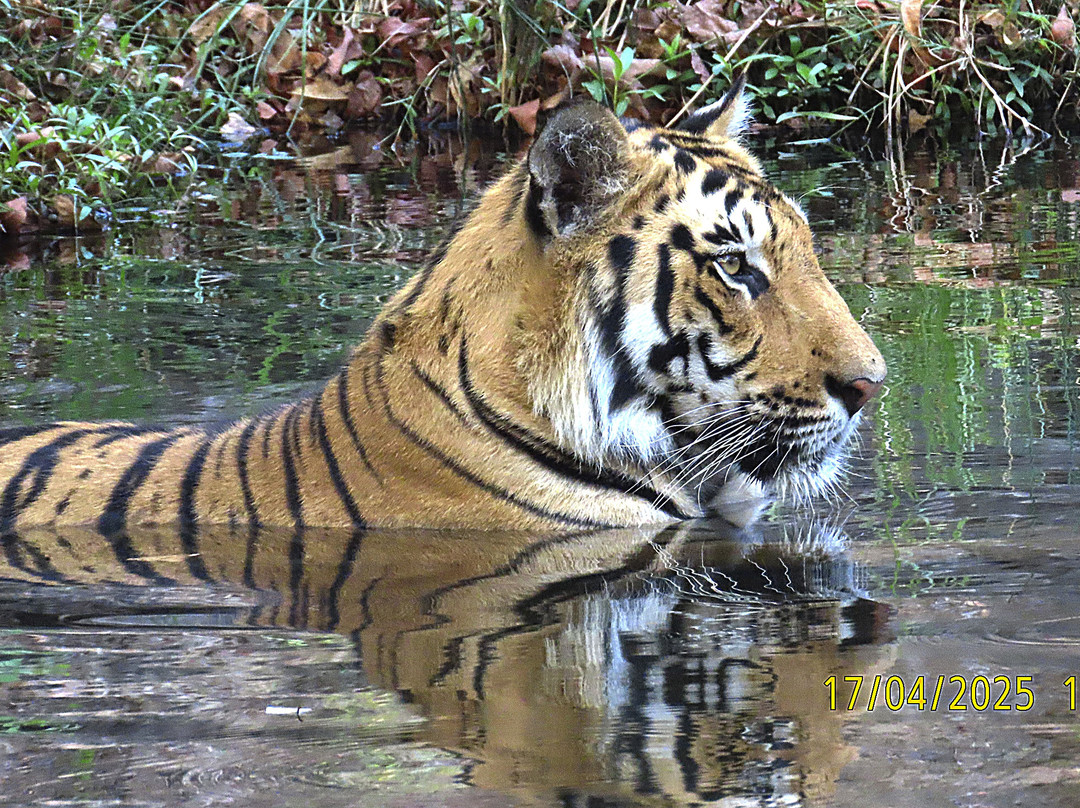 Satpura National Park-中央邦必去景点