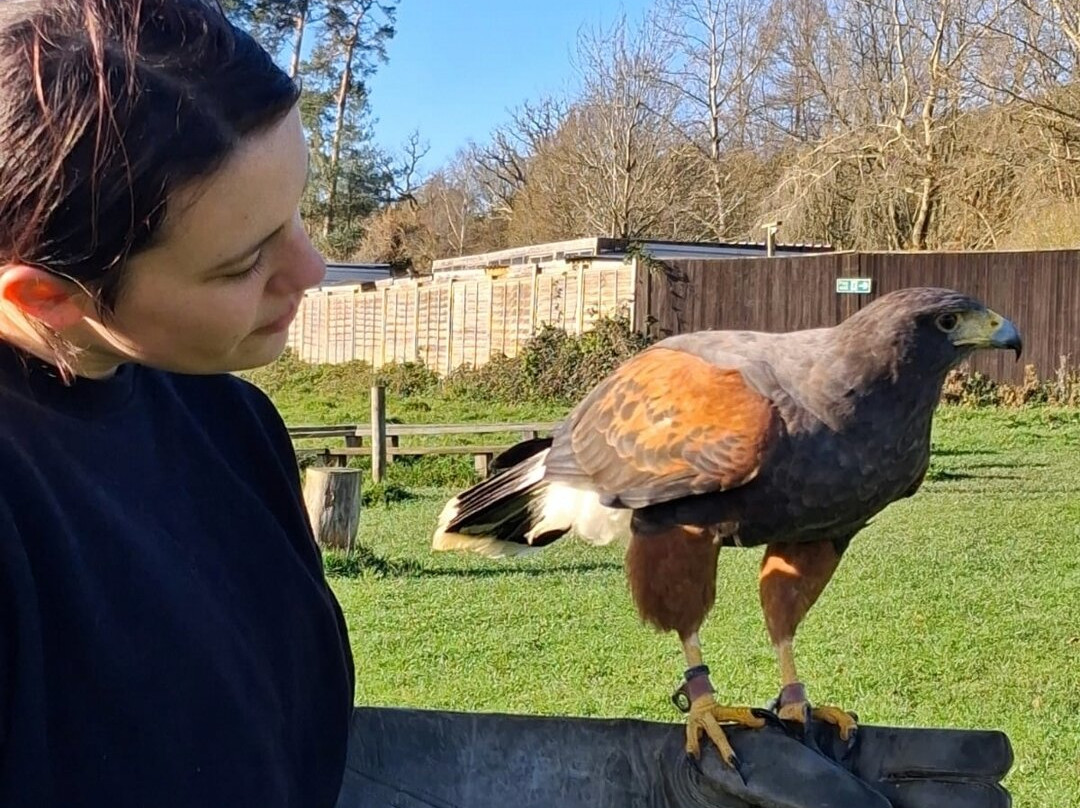 UK Owl And Raptor Centre-Groombridge必去景点