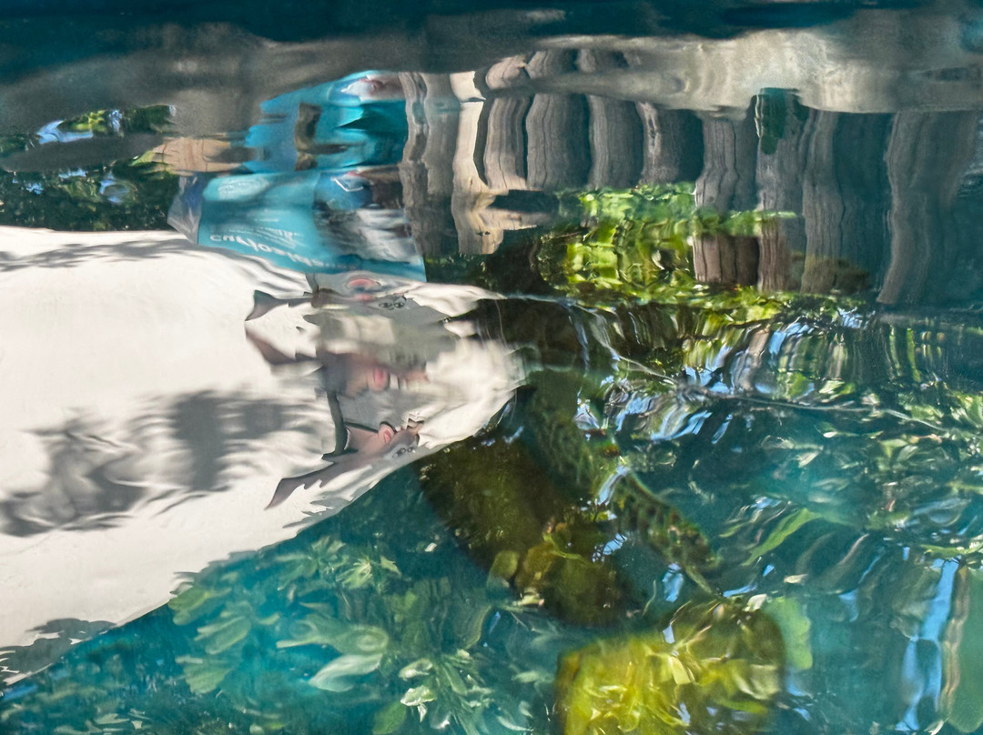 Projeto Tamar-普拉亚多海滩必去景点