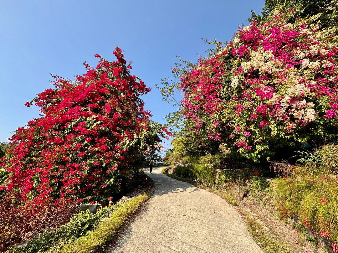 Tree of Life Resort, Dehradun Foothills主图