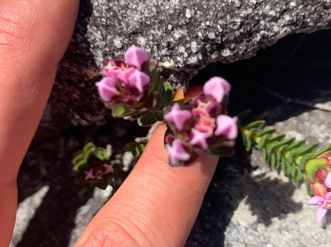 Wild Wellness-赫曼努斯必去景点