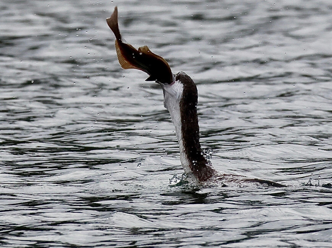 Leven River Cruises-Ulverstone必去景点