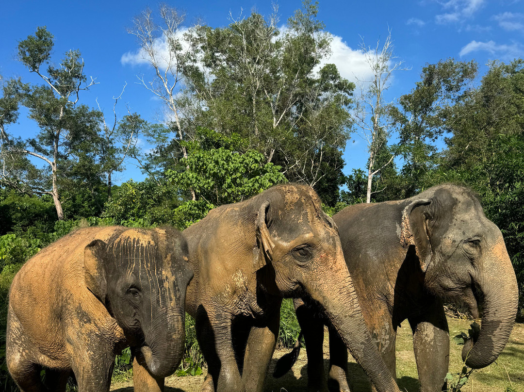 The Lake Phuket Elephant Home-Thep Krasatti必去景点