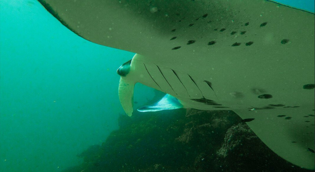 DivePoint Rannalhi-绚丽岛必去景点