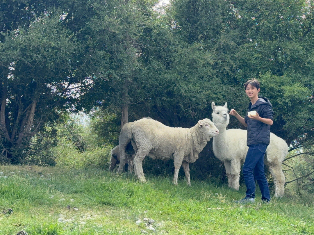 Lake Tekapo Petting Zoo-特卡波湖必去景点