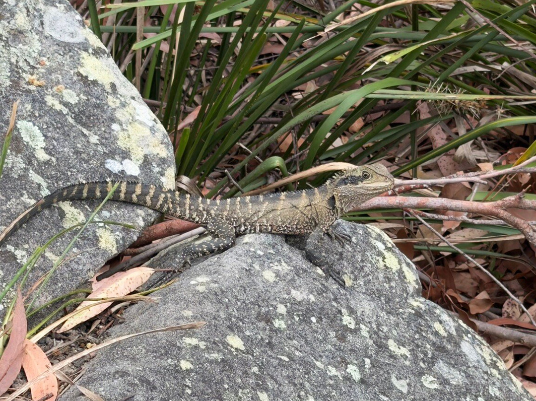兰湾国家公园-Macquarie Park必去景点