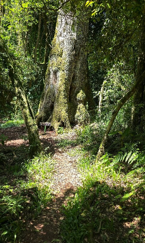 Los Saltos del Mocona-Province of Misiones必去景点