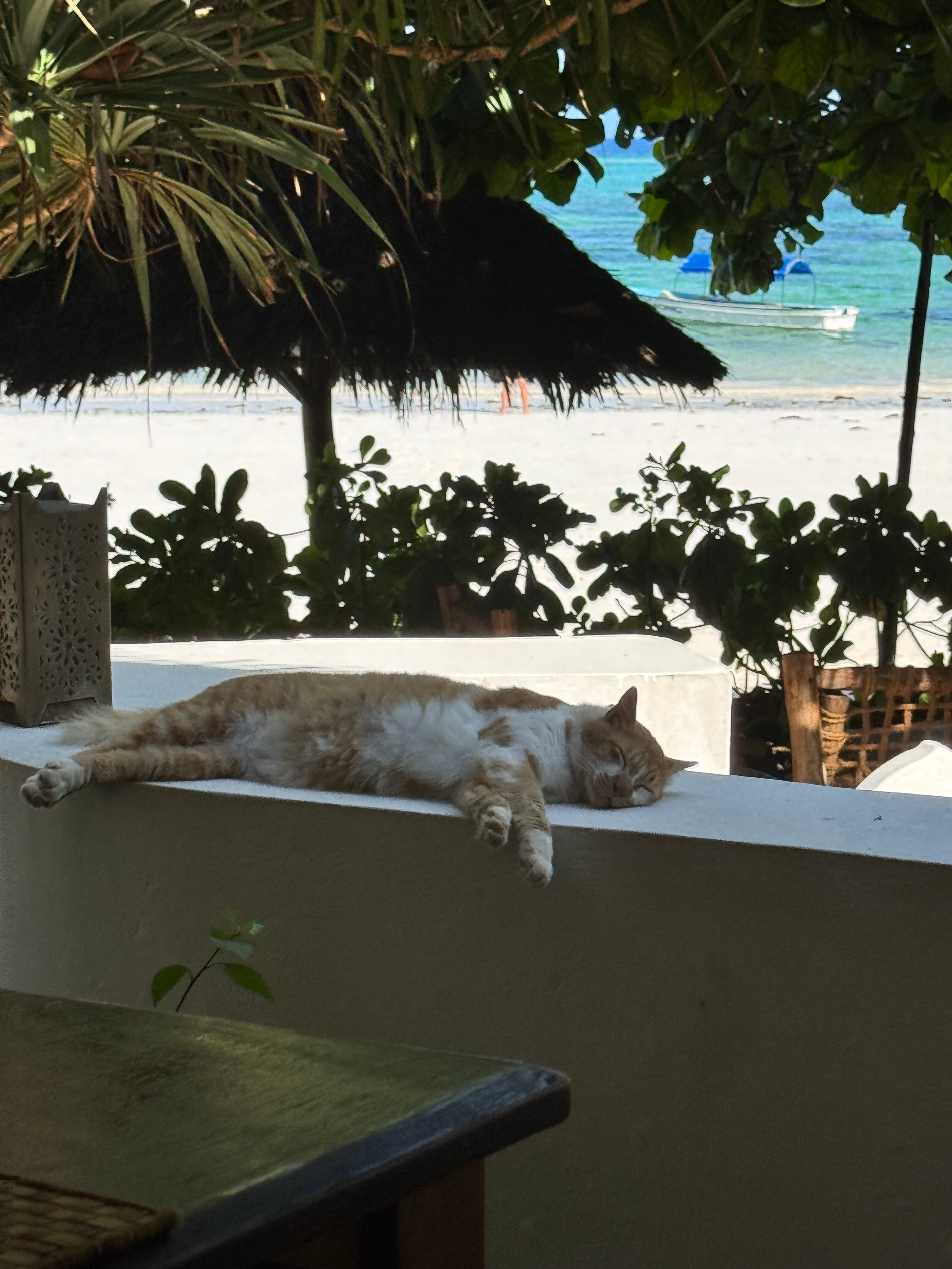 桑给巴尔度假酒店-官方