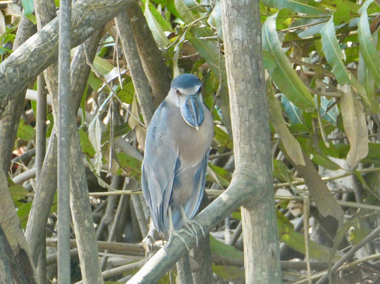 Red Frog Tours-利蒙港必去景点
