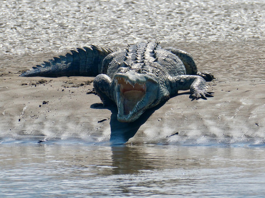 Red Frog Tours-利蒙港必去景点