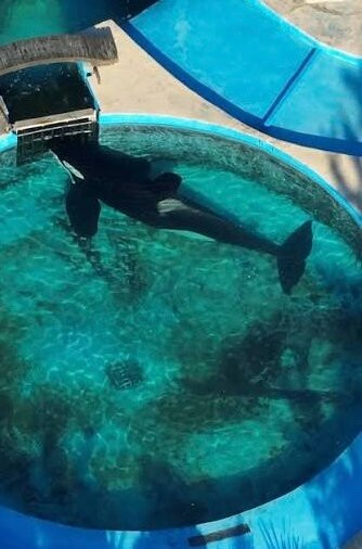 Mundo Marino-圣克莱门特雷图尤必去景点