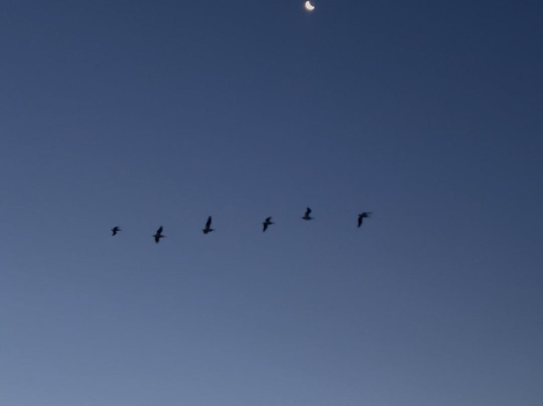 Bulls Island Ferry-Awendaw必去景点