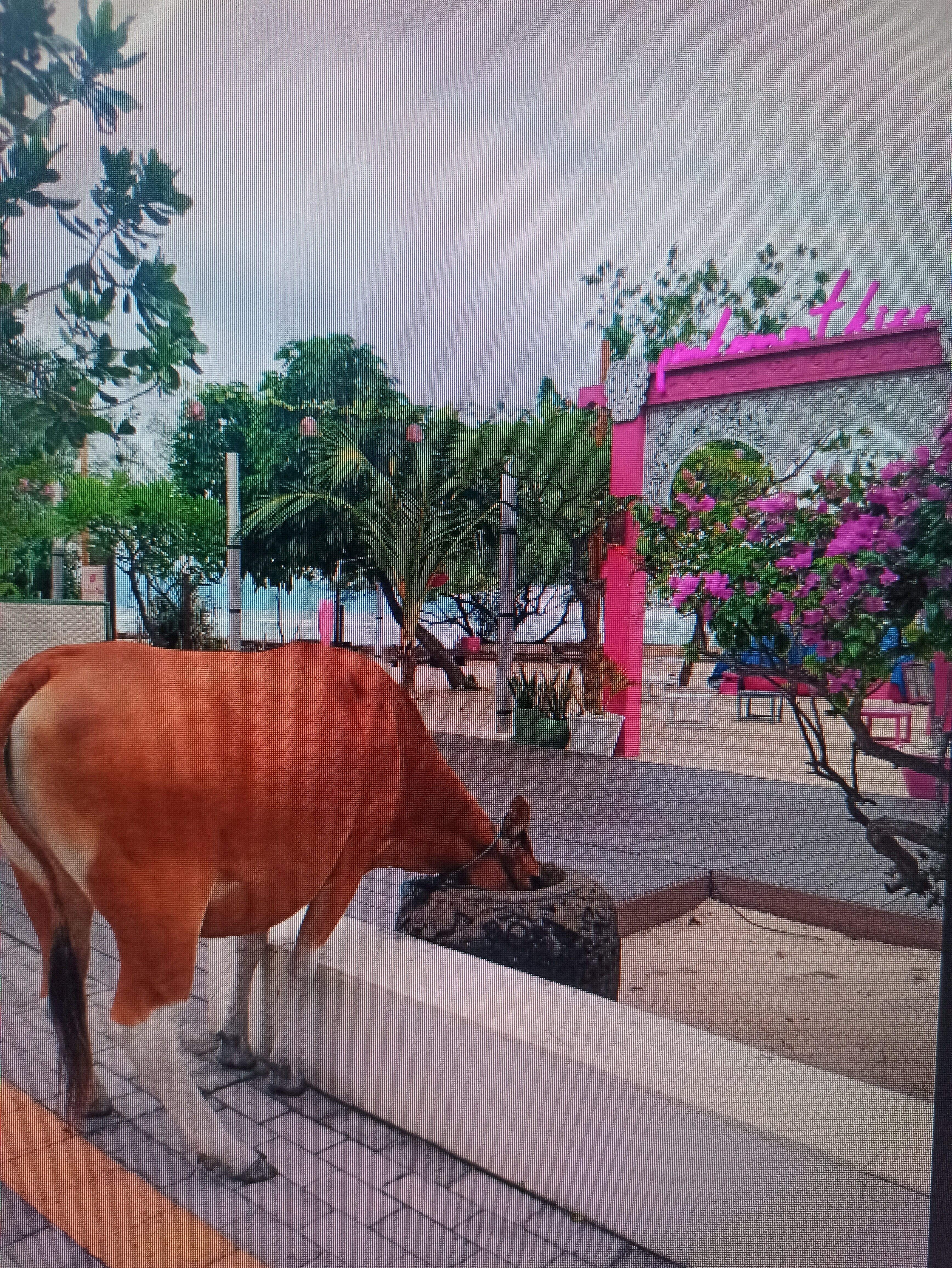 吉利特拉旺安粉红可可酒店-官方