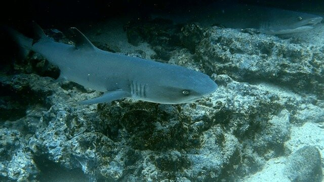 Galapagos Fun Dive-Puerto Baquerizo Moreno必去景点