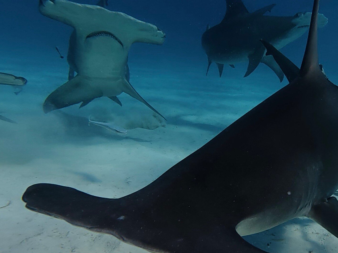 Neal Watson's Bimini Scuba Center-Alice Town必去景点