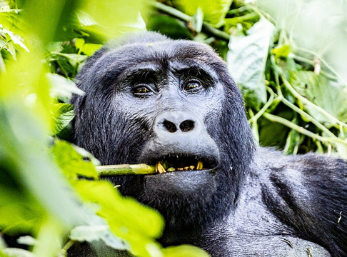 Lush Africa Safaris-坎帕拉必去景点