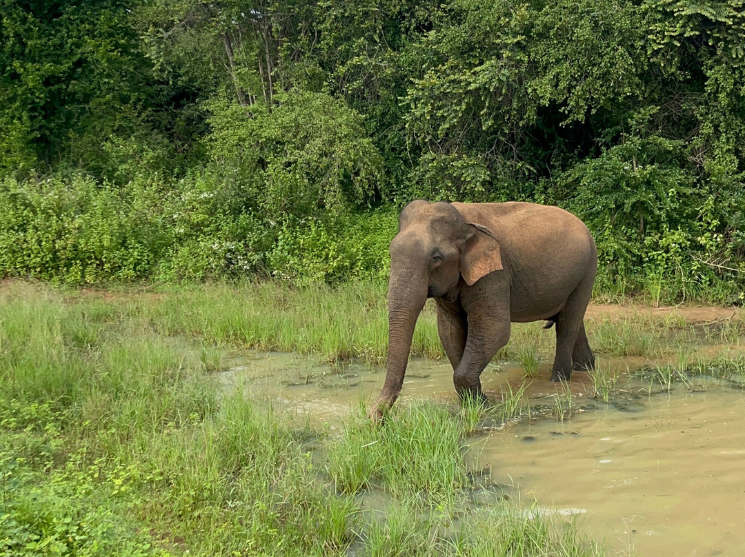 Nature Paradise Travels-科伦坡必去景点
