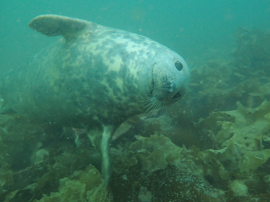 Kraken Diving-Birsay必去景点