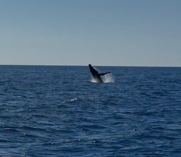 Maui Diamond Sea Sports-玛阿拉也亚必去景点