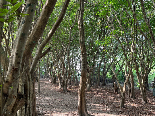 Baikka Beel Wetland Sanctuary-Sreemangal必去景点