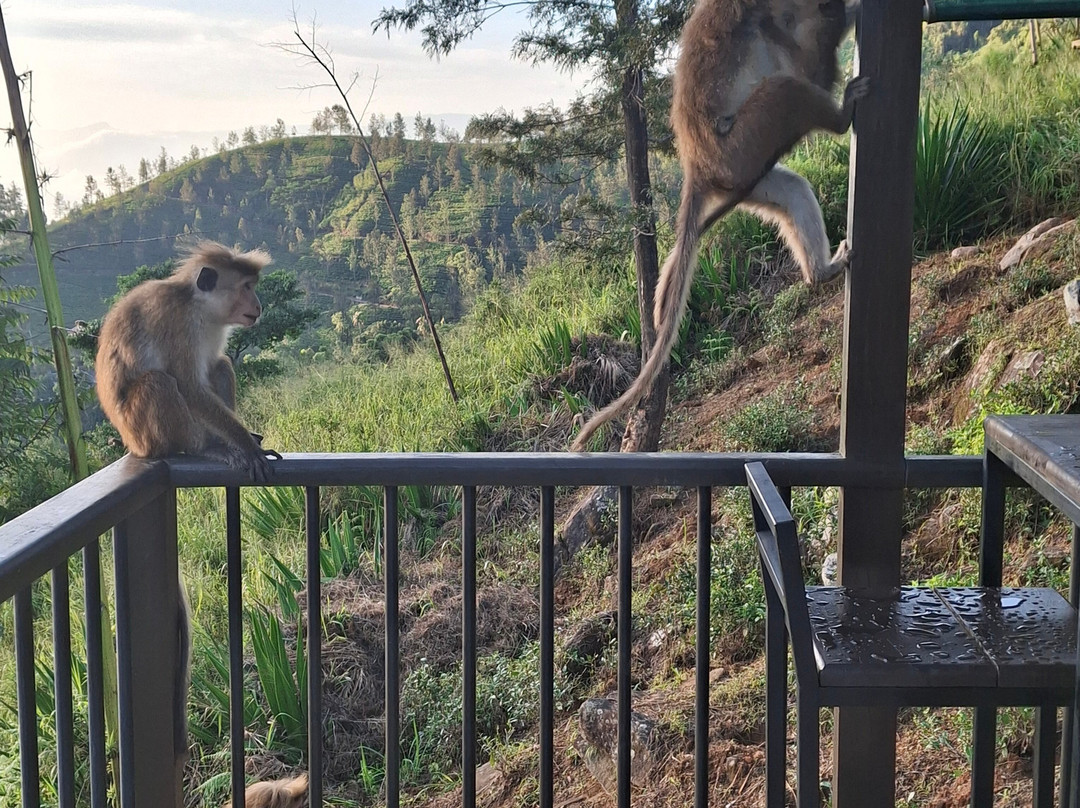 玛杜可茶园生态旅馆主图