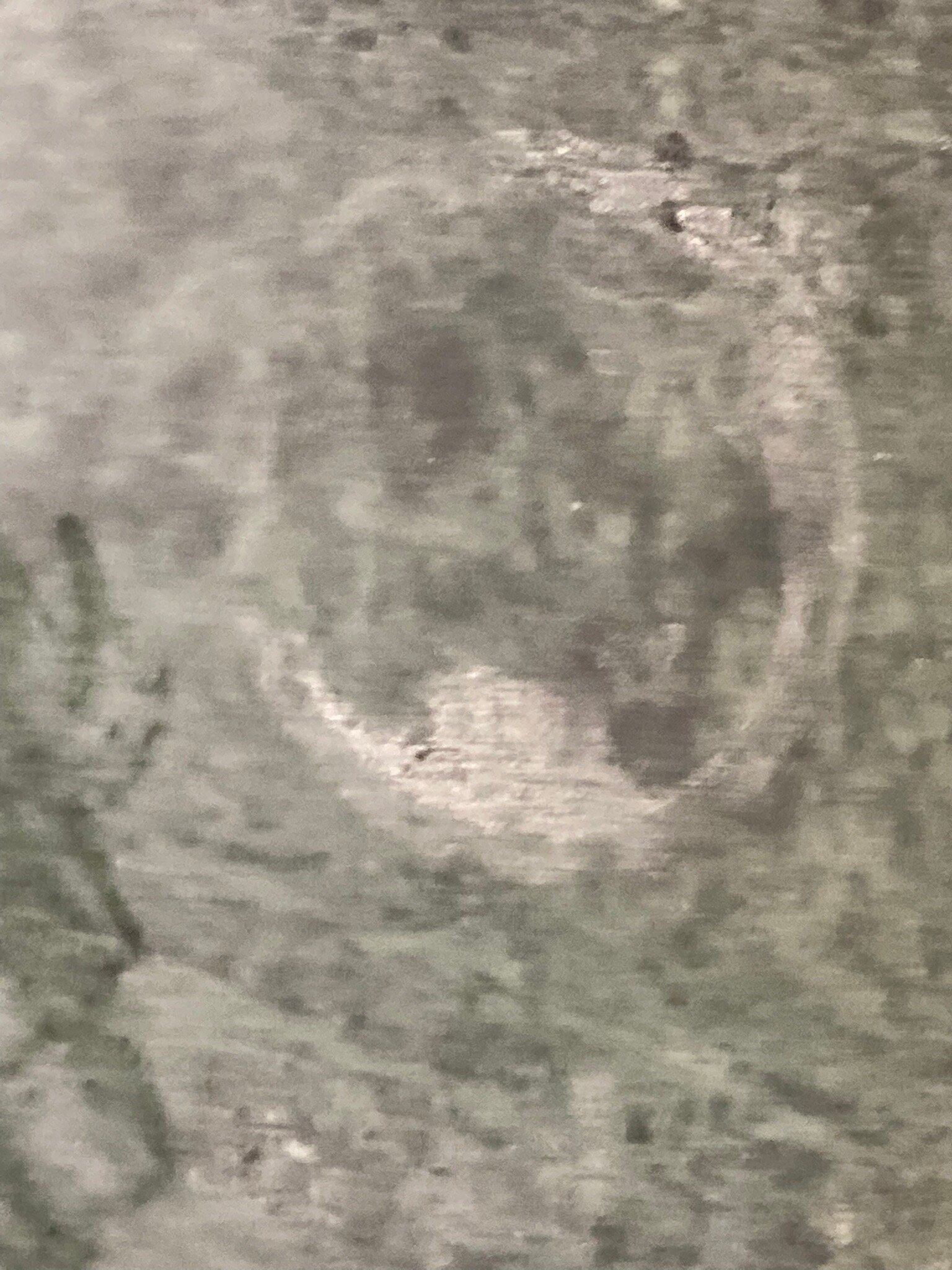 黑天鹅酒店-官方