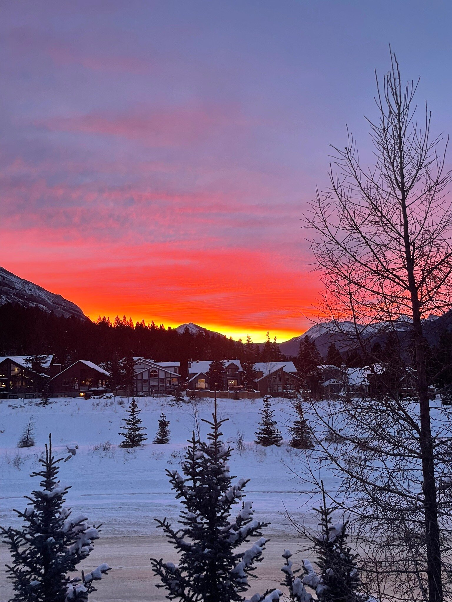 熊及野牛乡村酒店-官方