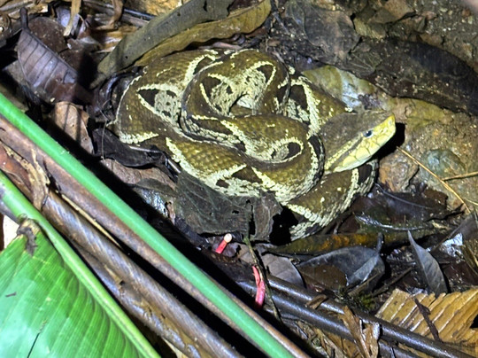 Eco Expeditions CR-希门尼斯港必去景点