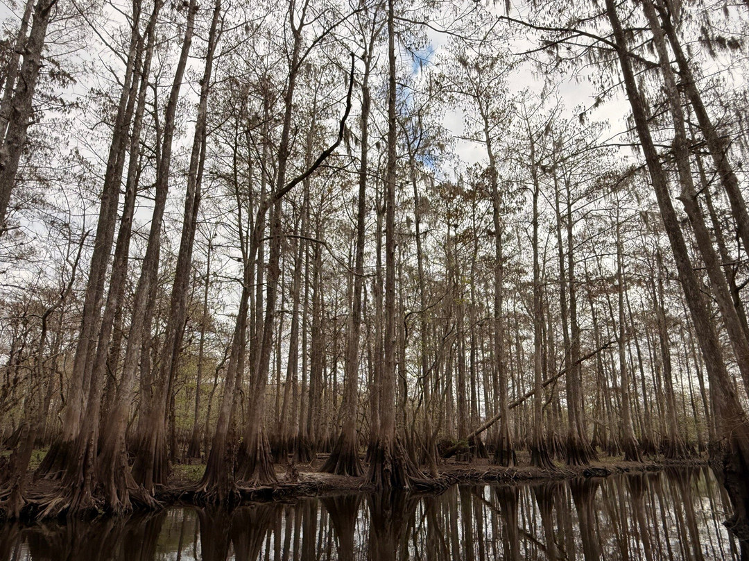 AirBoat Rides at Midway-Christmas必去景点