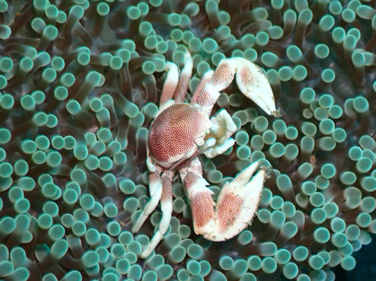 Thalassa Dive Resort Lembeh主图