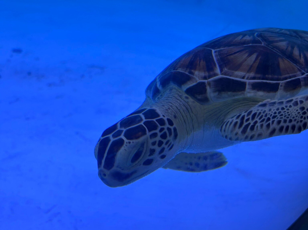 Sea Turtle, Inc.-南帕诸岛必去景点