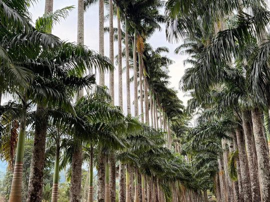 Royal Botanic Gardens Peradeniya-康提必去景点