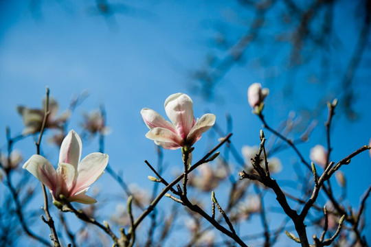 The Japanese Garden-St. Mawgan必去景点