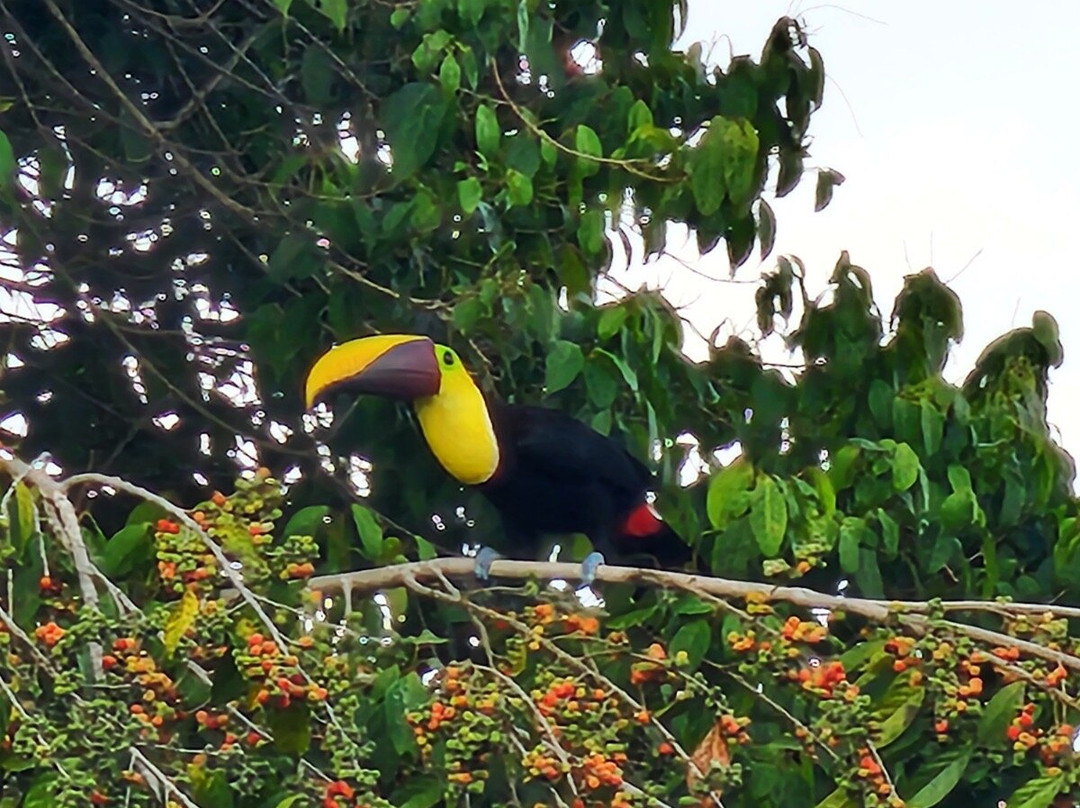 Alejandro Chaves Viquez Tour Guide-圣何塞必去景点