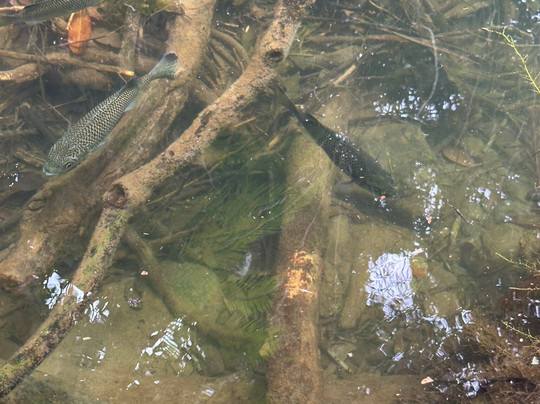 Mason's Swimming Hole-Cape Tribulation必去景点