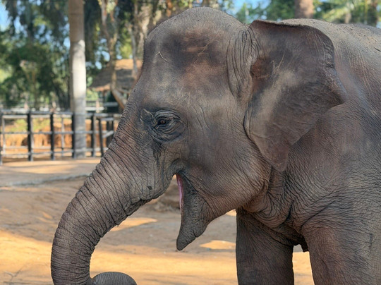 Krabi Elephant House Sanctuary-Sai Thai必去景点