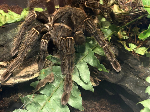 Canadian Museum Of Nature-渥太华必去景点