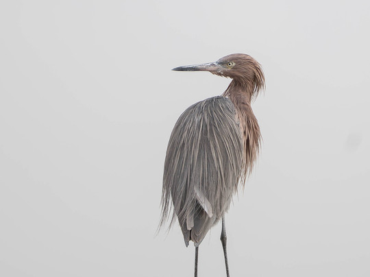 Rockport Birding and Kayak Adventures-罗克波特必去景点