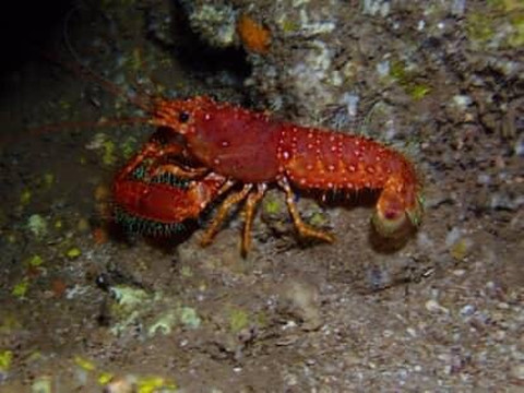 Maui Diamond Sea Sports-玛阿拉也亚必去景点