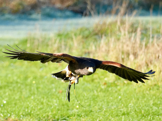 Bird on the Hand Falconry Experiences-Church Langton必去景点