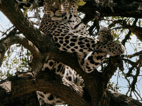 Buutu Safaris-金贾必去景点