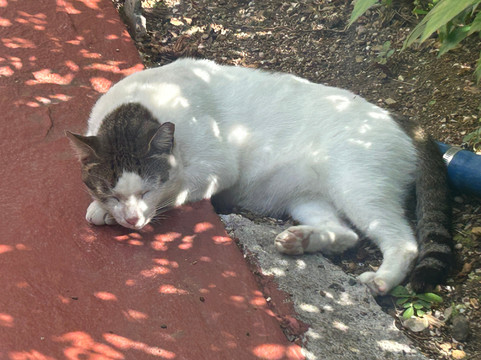 Bluebeard's Tower-圣 托马斯必去景点