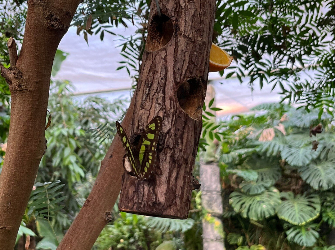 Stratford Butterfly Farm-埃文河畔斯特拉特福必去景点