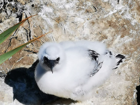 Muriwai Beach-穆里怀海滩必去景点