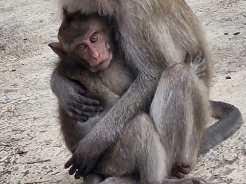 Menjangan Bali Driver Guide-佩母德兰必去景点