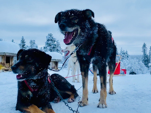 Mountain King's Sledehundkennel-特吕西尔市必去景点