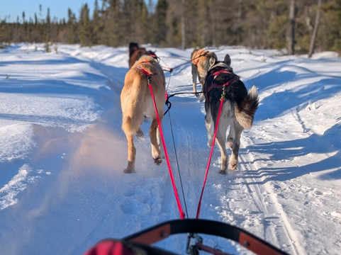 Chilly Dogs Sled Dog Trips-伊利必去景点