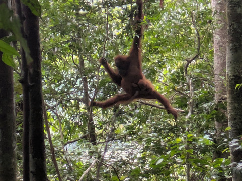 Sumatra Orangutan Explore-武吉拉旺必去景点