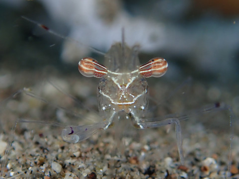 Critter Republic-岛印必去景点